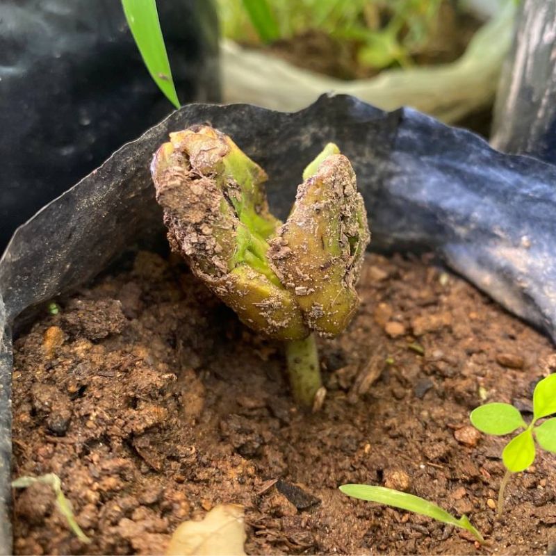 Germinated Criollo seed showing white cotyledons and pale green emerging shoot